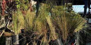 VolunTeen - Native planting - Emerson Point Preserve