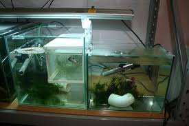 Pin On I Want A Betta