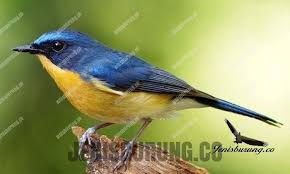 Hali ini berpengaruh ketika memilih kacer bakalan atau sekedar ingin mengetahui apakah burung anda jantan atau betina. Tledekan Jati Jantan Dan Betina