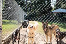 See more ideas about vet clinics, vets, dog boarding kennels. Pet Boarding For Dogs And Cats Jacksonville Fl Southside Animal Clinic