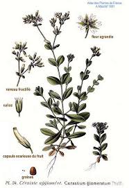Image result for Cerastium glomeratum