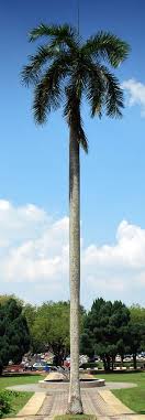 Pokok pinang is on facebook. Pokok Pinang