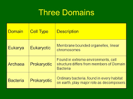 Archaea Bacteria And Viruses Chapter 19 Prokaryotes And Eukaryotes Terms Introduced By Edouard Chatton In 1920s Based On Microscopic Observations Prokaryoteseukaryotes Ppt Download