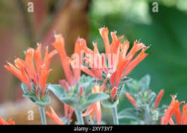 Image result for Dicliptera sericea