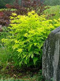 Maybe you would like to learn more about one of these? Companion Plants For Sambucus Racemosa Sutherland Gold Sutherland Golden The Gardener S Eden