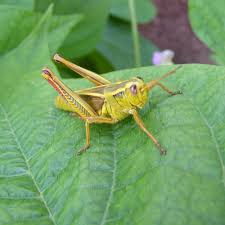 Grasshoppers are a group of insects belonging to the suborder caelifera. Grasshopper In Barley Syngenta Canada