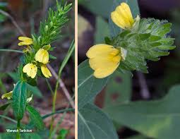 Image result for Justicia flava