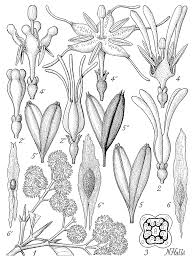 Image result for Corynanthe