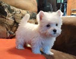 Image Result For Westie Puppies Westie Puppies Westie Dogs Fluffy Animals