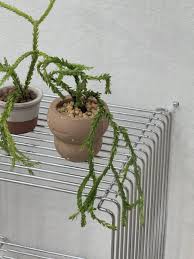 Image result for Huperzia bampsiana