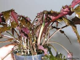 Sutable for the middle ground. Cryptocoryne Wendtii Mi Oya Flowgrow Aquatic Plant Database