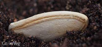Sow summer squash indoors 4 to 3 weeks before the last expected frost in spring. The Secret To Success With Zucchini
