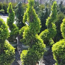 We did not find results for: Dwarf Alberta Spruce Spiral Gullo S Garden Center