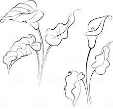 Calla Lily Royalty Free Calla Lily Stock Vector Art More Images Of Beauty In Nature Lilies Drawing Lily Painting Flower Drawing