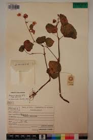 Image result for Begonia princeae