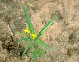 Image result for Tricliceras