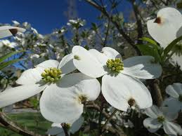 White flowering trees in florida. Native Spring Blooming Trees West Virginia Botanic Garden