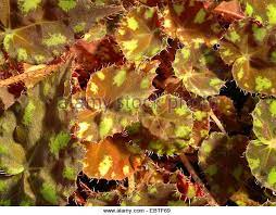 They are in the family begoniaceae which has many different species. Eyelash Begonia Tiger Paw Begonia Begonia Bowerae Foliage Stock Image Tiger Paw Begonia Paw