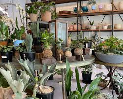 Check spelling or type a new query. The Lushest Places To Nab Indoor Plants In Auckland Urban List Nz