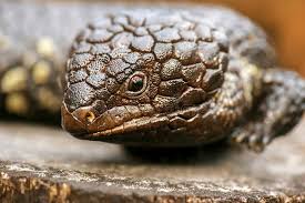 Check spelling or type a new query. Shingleback Skink Photos Free Royalty Free Stock Photos From Dreamstime