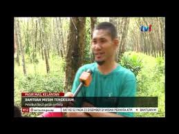 Proses pembayaran bmt pertama telah dilaksanakan mulai pada nov 1. N12 Bantuan Musim Tengkujuh Pekebun Kecil Getah Terbela 23 Dis 2018 Youtube