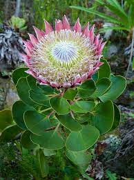 Pin De John Kranewitter Em My Delight Orquideas Belas Flores Flores Maravilhosas