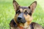 German Shepherd Puppies For Sale - GSD Puppies ...