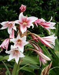 Image result for Crinum walteri