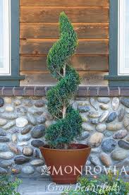 Image result for spiral cut juniper trees