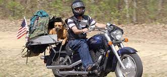 10 Fun Things You Can Do With Your Dog Biker Dog Dogs Dog Carrier