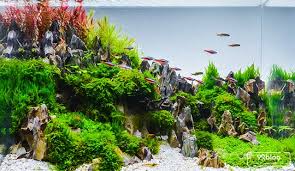 Cari produk aquarium lainnya di tokopedia. 5 Tema Aquascape Yang Mempercantik Ruangan Menakjubkan