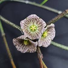 Image result for Cynanchum