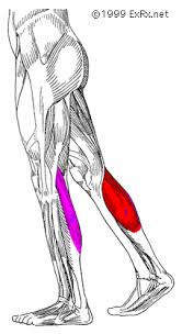 Gastrocnemius tertius in a living subject. Exrx Net Gastrocnemius
