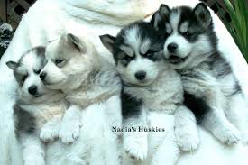 Puppyfinder.com is your source for finding an ideal puppy for sale in georgia, usa area. Nadias Siberian Husky Puppies For Sale