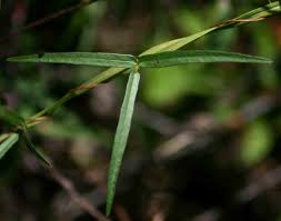Image result for Sphenostylis