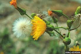 Image result for Sonchus wilmsii
