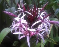 Image result for Crinum aurantiacum