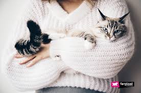 A normal resting heart rate is between 60 and 100 beats per minute. Rapid Heart Beat In Cats Love Ferplast