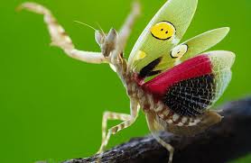 Creobroter gemmatus- belalang bunga berhiaskan permata - Insektenliebe