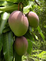 Image result for Mangifera