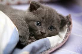 Kedi Depresyonu Hakkinda Bilmeniz Gereken 14 Onemli Sey Listelist Com