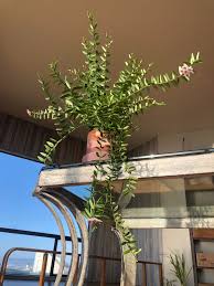 Image result for Justicia engleriana