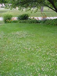 Pin On Garden Yard