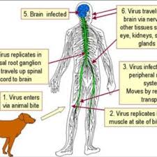 Rabies is a fatal neurologic illness transmitted to people by direct contact with the saliva of a rabid animal thus, if a dog, cat or ferret had rabies virus in its saliva at the time of a bite (and could have transmitted the. Post Exposure Treatment In Animal Bite Management Is Classified Into Download Table