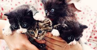 Well whether you have or not, you might not be fully aware of what it's meaning is. Kitten Season Is Here Sign Up To Foster Kittens With Adopt Shop