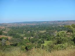 Image result for Erythroxylum platycladum