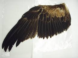 Wedge Tailed Eagle The Australian Museum