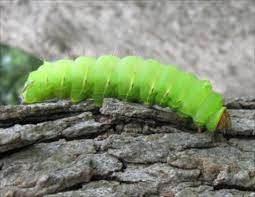 Common Caterpillars — Texas Insect Identification Tools
