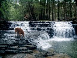 Ralph stover state park (high rocks) if you want vistas and views, head here. Pennsylvania Hike With Your Dog