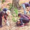 Penghutanan semula ialah kegiatan menanam semula hutan yang telah ditebang dengan spesies pokok yang cepat tumbuh dan bermutu. 1